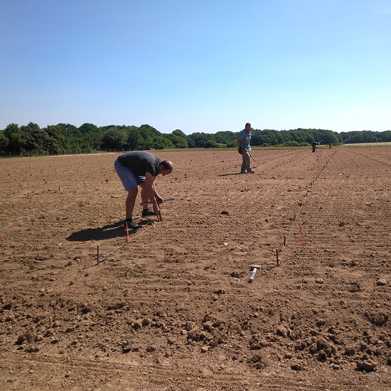 Plantation de la vigne