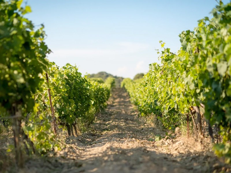 Morbihan : Pour faire renaître sa vigne, Sarzeau a trouvé son viticulteur