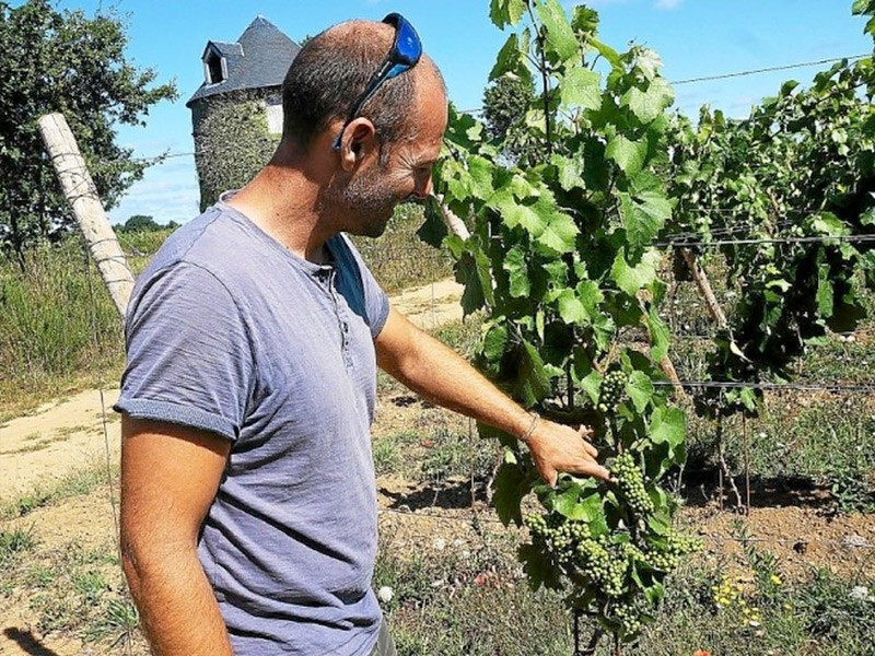 À Sarzeau, peut-être les premières bouteilles cette année pour le Vignoble de Rhuys