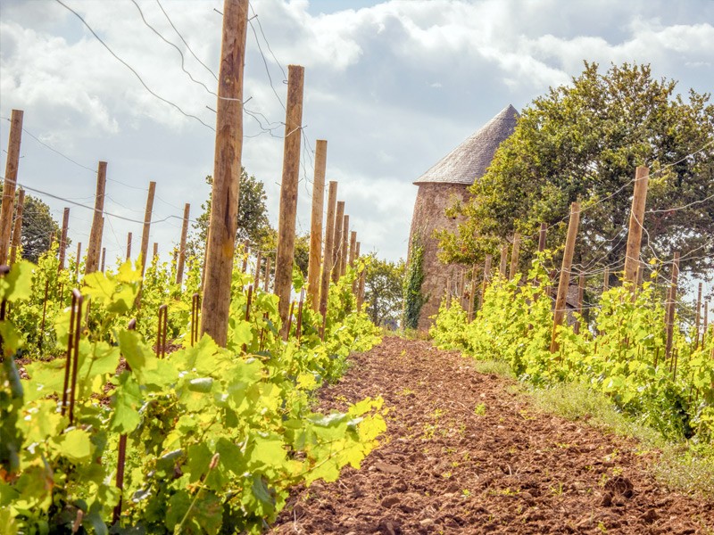 Du vin dans le golfe du Morbihan