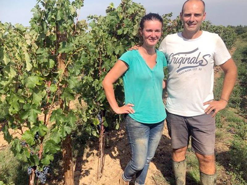 Deux jeunes vignerons vendangent avec un an d’avance sur leur calendrier