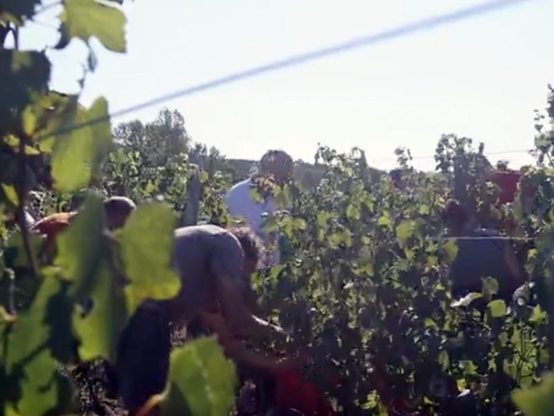 Plongée au cœur des vendanges du vignoble de Rhuys
