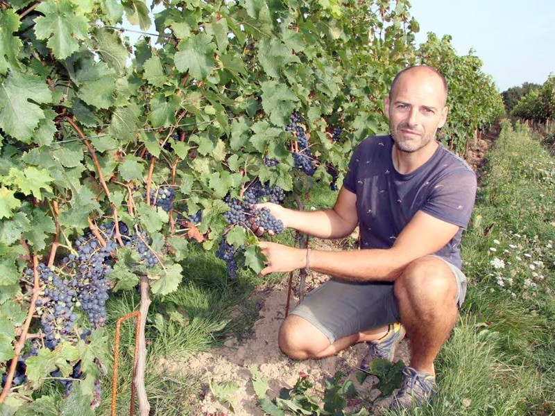 À Sarzeau, la production du vignoble pourrait tripler