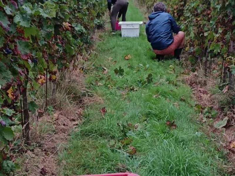 Vendanges 2025, sous le signe du soleil